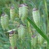 Briza Maxima - Quaking Grass (Tremurici) - 10.2 lei