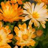 Calendula Oopsy Daisy (Galbenele) – 11 lei