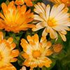 Calendula Oopsy Daisy (Galbenele) – 11 lei