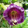 Cobaea Scandens Purple (Cobea) - 11.9 lei