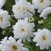 Cosmos Double Click Snowpuff (Fluturasi) - 12.6 lei