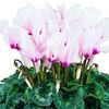 Cyclamen Persicum Latinia Mixed F1 (Ciclamen) - 15.1 lei