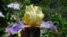 eticheta este Brindled Beauty