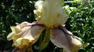 Thornbird