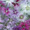 Dianthus Hybridus Rainbow Loveliness (Garoafa de Munte) – 10.4 lei