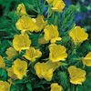Evening Primrose - Oenothera (Primula de Seara) - 11.5 lei