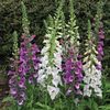 Foxglove Excelsior Mixed (Degetar) – 9.6 lei