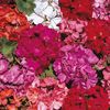 Geranium Country Garden (Muscata Anuala) - 11.8 lei