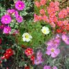 Helianthemum Crown Mixed - Rock Rose (Trandafir Salbatic) - 10.2 lei