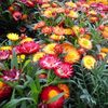 Helichrysum Monstrosum Eternity Mixed (Floare de Pai) - 9.2 lei