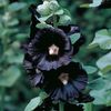 Hollyhock Black (Nalba de Gradina Neagra) - 10.1 lei