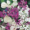 Honesty Fine Mixed Lunaria Annua - Money Plant (Lopatea/ Argintii lui Iuda) - 8.8 lei