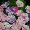 Ipomoea Purpurea Carnevale di Venezia (Zorele) - 12.5 lei