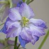 Larkspur Fancy Purple Picotee (Nemtisor) – 10.7 lei