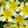 Limnanthes Douglasii (Planta Ou Fiert) - 9 lei