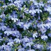Lobelia Cambridge Blue (Lobelie Curgatoare) – 10.1 lei