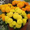 Marigold African Dune Mixed (Craite Mix) - 11.8 lei
