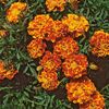Marigold French Spanish Brocade (Craite) - 10.2 lei