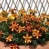 Marigold Mr Majestic (Craite) - 11.8 lei
