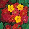 Nasturtium Jewel Mixed (Conduras, Nasturel) –  9.8 lei