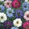 Nigella Persian Jewels Mixed (Negrilica) –  9.8 lei