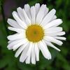 Oxeye Daisy Leucanthemum Vulgare (Margarete Albe) - 10.5 lei