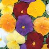 Pansy Clear Crystals Mixed (Panselute) - 10 lei