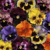 Pansy Frizzle Sizzle Mixed (Panselute) - 12.3 lei