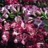 Penstemon Giant Hybrids (Degetar) – 11.2 lei