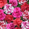 Petunia Bonanza Mixed F1 (Petunie cu Flori Duble) - 16.3 lei