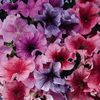 Petunia Daddy Mixed F1 (Petunie) - 11.8 lei