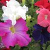 Petunia Trumpet Rainbow Mixed (Petunie) - 10.8 lei
