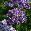 Phlox Sugar Stars (Brumarele) – 11.4 lei
