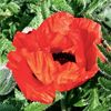 Poppy Oriental New Hybrids (Mac Hibrid) - 9.9 lei