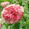 Papaver Somniferum Flemish Antique (Mac Batut) - 9.7 lei
