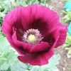 Poppy Papaver Somniferum Laurens Grape (Mac de Gradina) – 10.9 lei