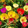 Portulaca Grandiflora (Floare de Piatra/ Trandafir Mexican) -  7.9 lei