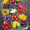 Primrose Mardigras Mixed (Primula de Seara) - 13 lei
