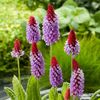 Primula Vialii (Primula Orhidee) - 12.8 lei