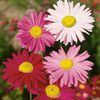 Pyrethrum Hybridum Mixed (Margarete Hibride) - 10.3 lei