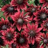 Rudbeckia Cherry Brandy (Margareta) – 10.0 lei
