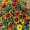 Rudbeckia Rustic Dwarf Dwarf Mixed (Margareta) - 10.3 lei