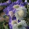 Scabiosa Caucasica Issac House Mix (Sipica/ Nasturasi de Bube) - 11.5 lei