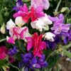 Sweet Pea Cupid Mixed (Mazariche Parfumata) – 9.6 lei