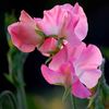 Sweet Pea Mrs Bolton (Mazariche Parfumata) - 9.8 lei