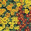 Tagetes Starfire (Craite)  – 10.4 lei