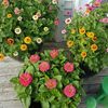 Zinnia Thumbelina Mixed (Carciumarese Pitice) - 9.7 lei