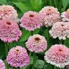 Zinnia Zinderella Lilac (Carciumarese) - 12.1 lei