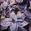 Basil Purple (Busuioc Mov) – 10.9 lei