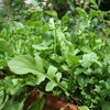 Salad Rocket (Rucola, Voinicica) - 10.9 lei